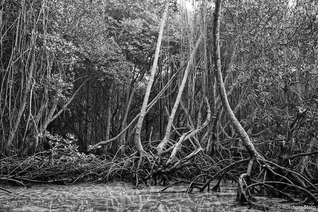 Bosque de Mangle de Nusa Lembongan