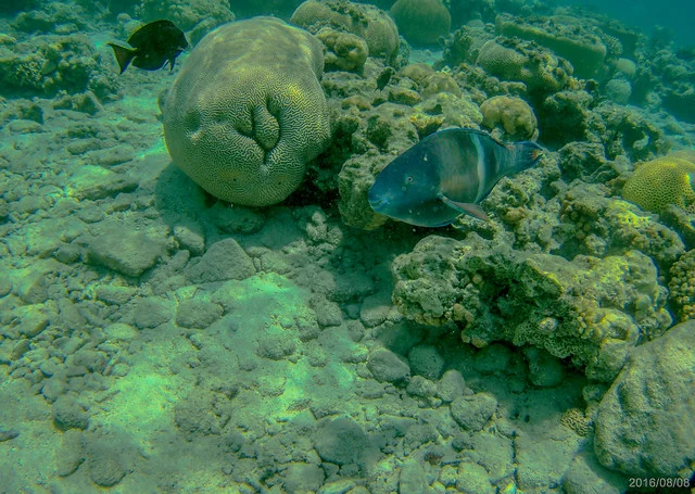Reserva Natural de la Playa de Coral