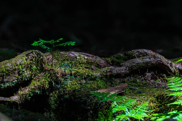 Cueva del Viento Fugaku