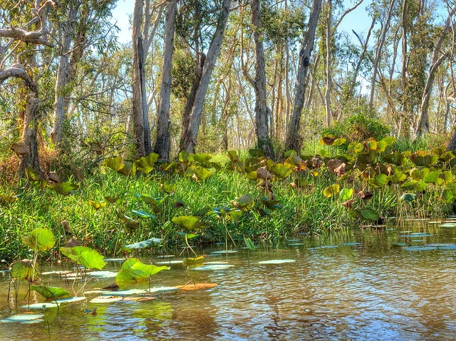 Humedales del Río Mary