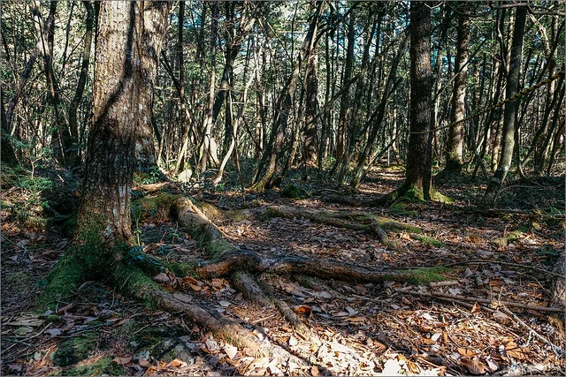 Bosque de Aokigahara