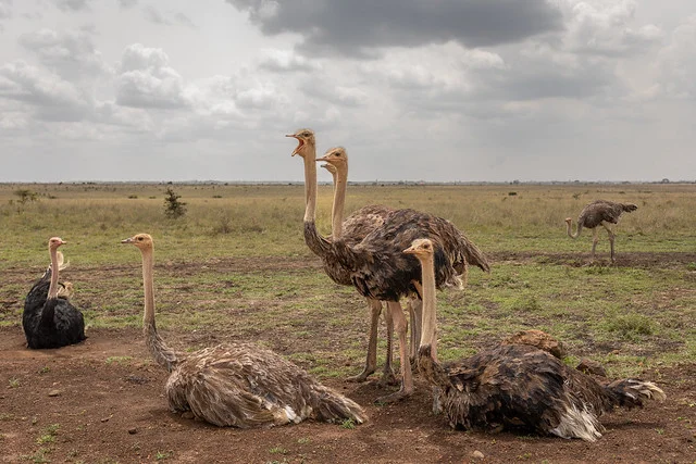 Parque Nacional de Nairobi