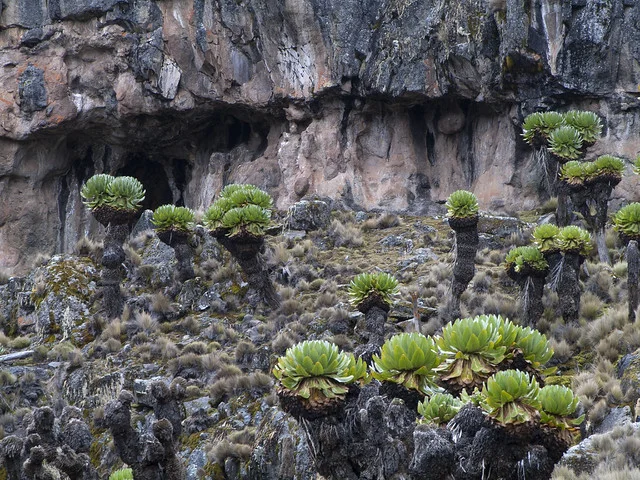 Monte Kenia