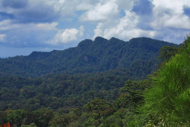 Parque Nacional de las Colinas Lambir
