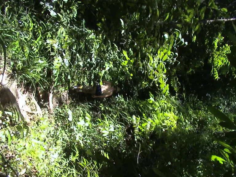 Parque Nacional de Penang