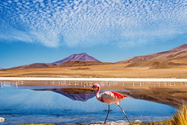 Las Coloradas (Lagos Rosados)