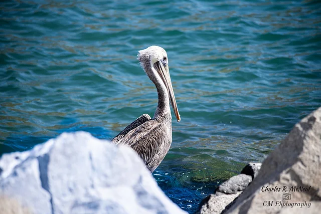Puerto de cruceros de Cabo San Lucas