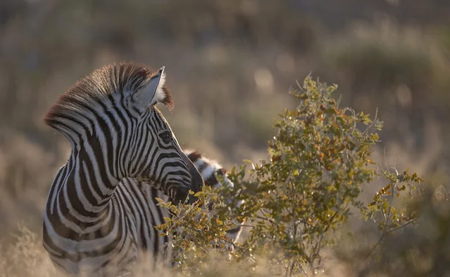 Parque Nacional Etosha