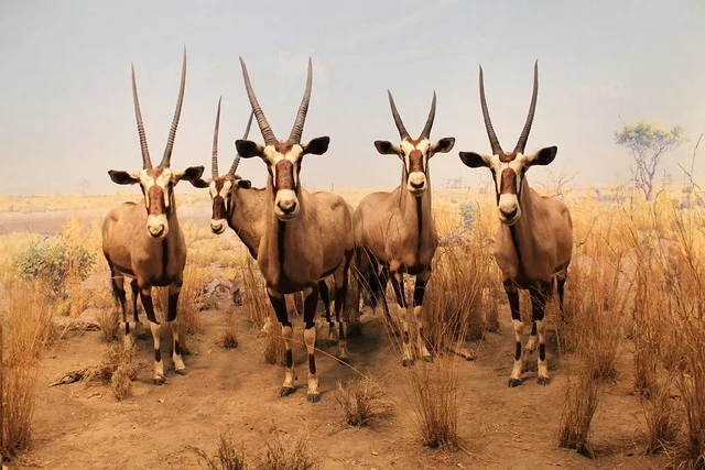 Museo Nacional de Namibia