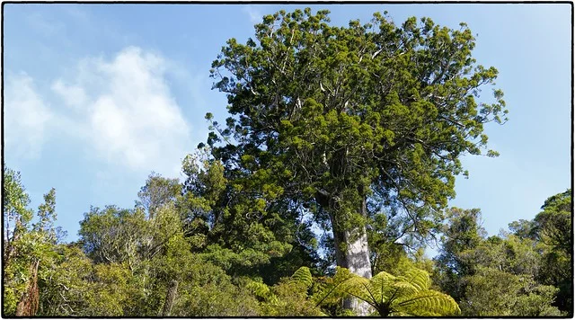 Árbol kauri cuadrado