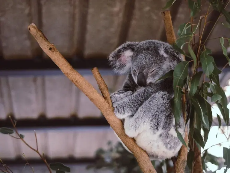 Santuario de Koalas Lone Pine