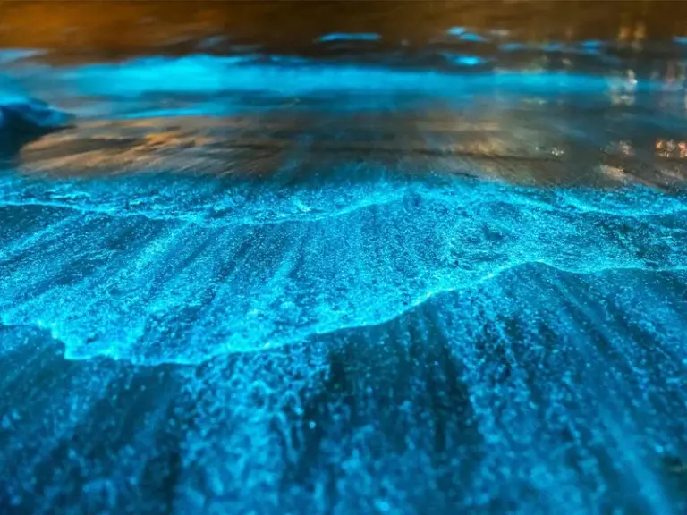 Bahía Bioluminiscente (Bahía de los Mosquitos)