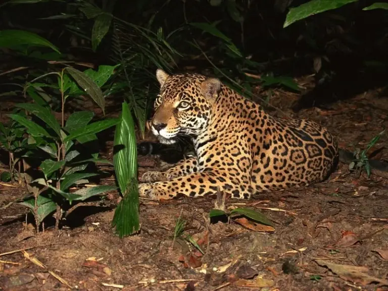 Safari Nocturno en el Zoo de Singapur