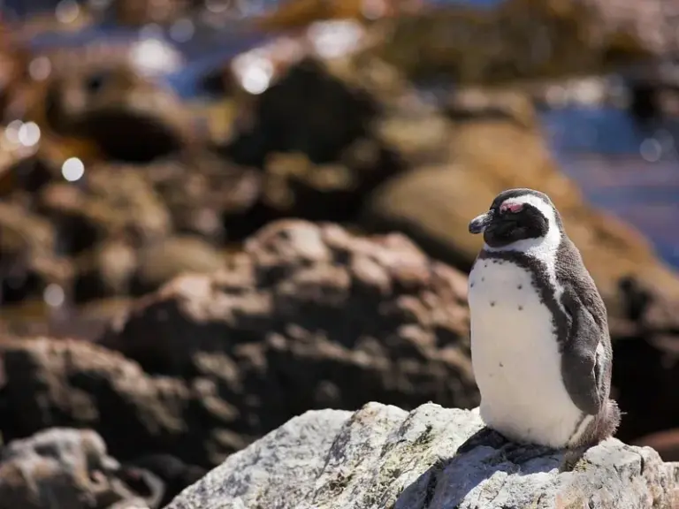 Colonia de pingüinos de Stony Point