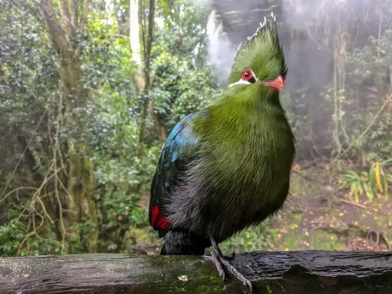 Aves del Edén