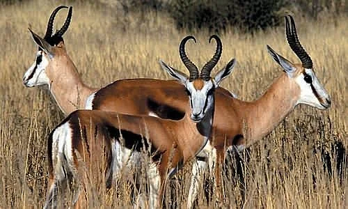 Reserva Privada de Caza Aquila