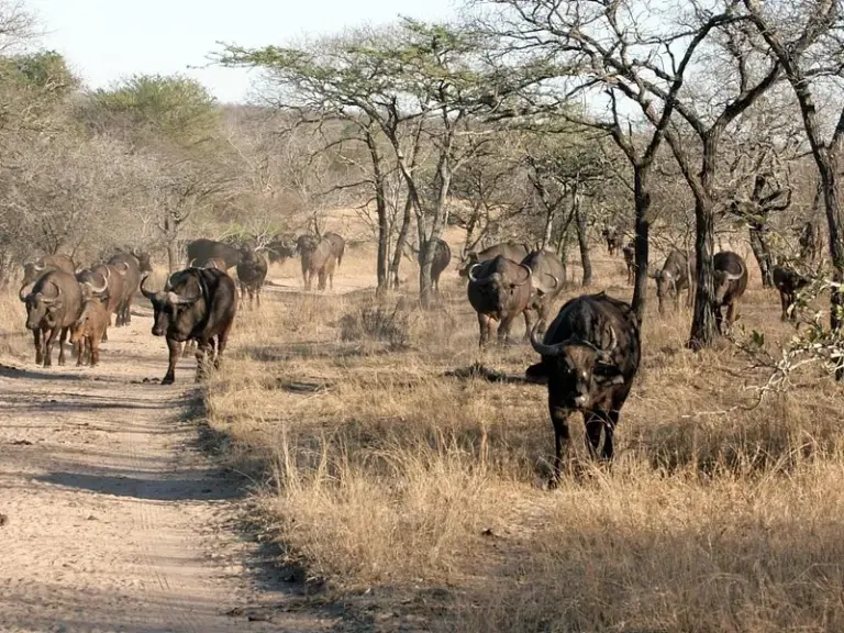 Reserva de Caza Thornybush