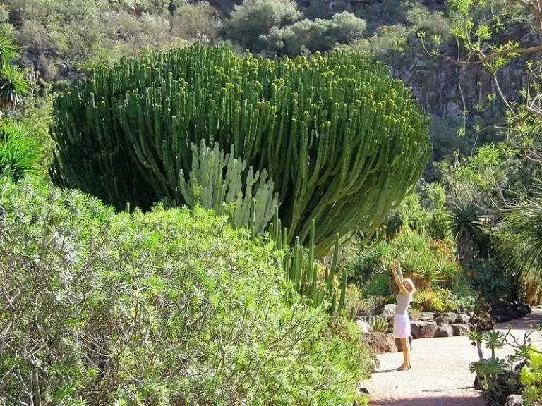 Jardín Botánico Canario Viera y Clavijo
