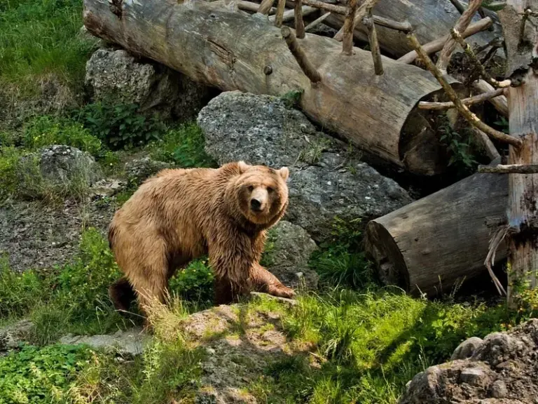 Zoológico de Salzburgo