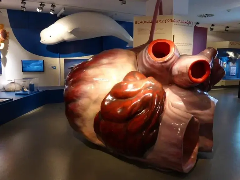 Museo de Historia Natural de Salzburgo (Haus der Natur)