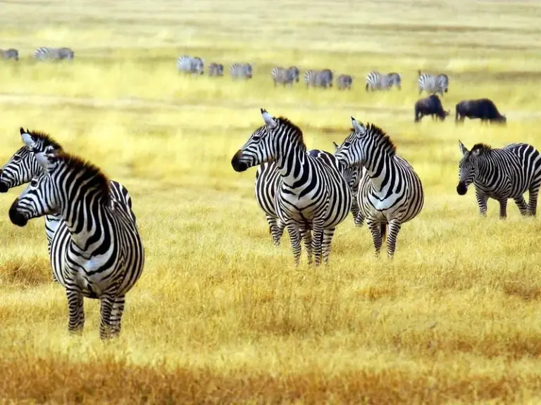 Parque Nacional de Arusha