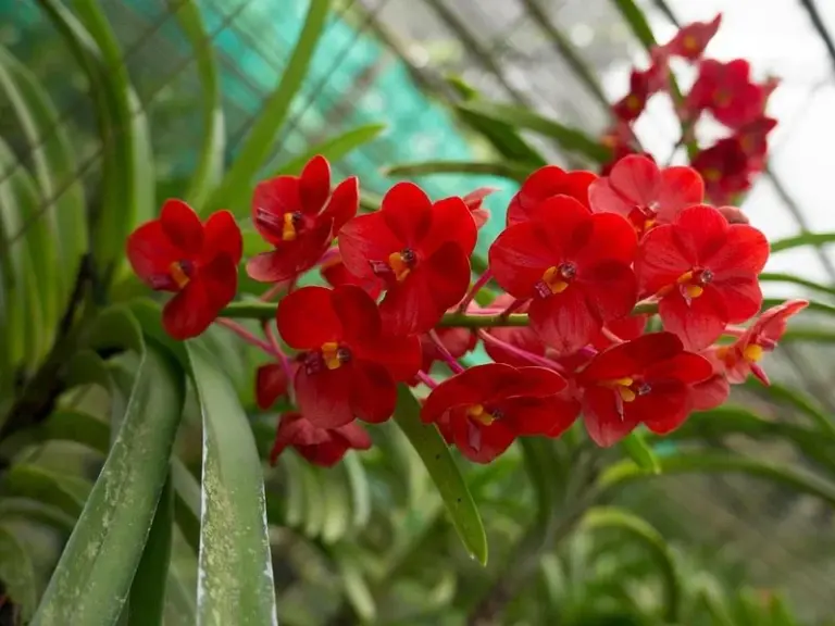Granja de Orquideas Sai Nam Phung