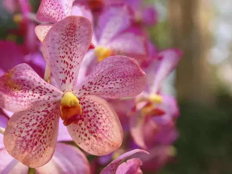 Granja de Orquídeas Suan Bua Mae Sa