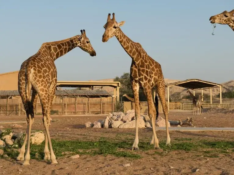 Zoológico Emirates Park