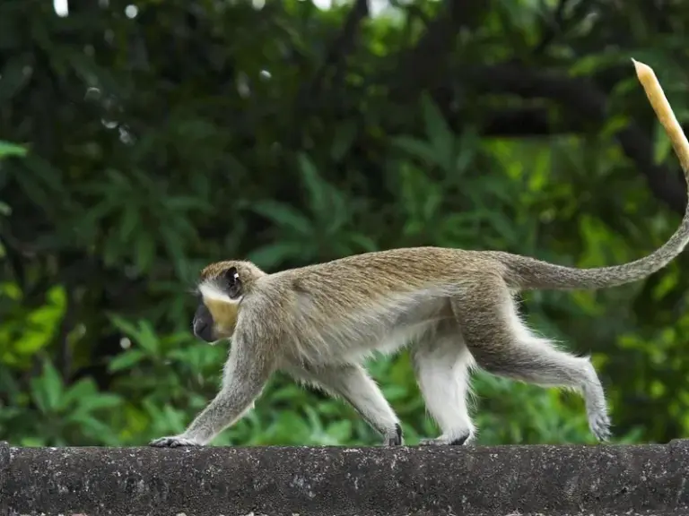 Reserva de Vida Silvestre de Barbados