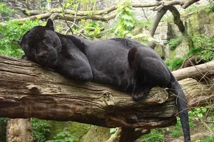 Zoológico de Edimburgo