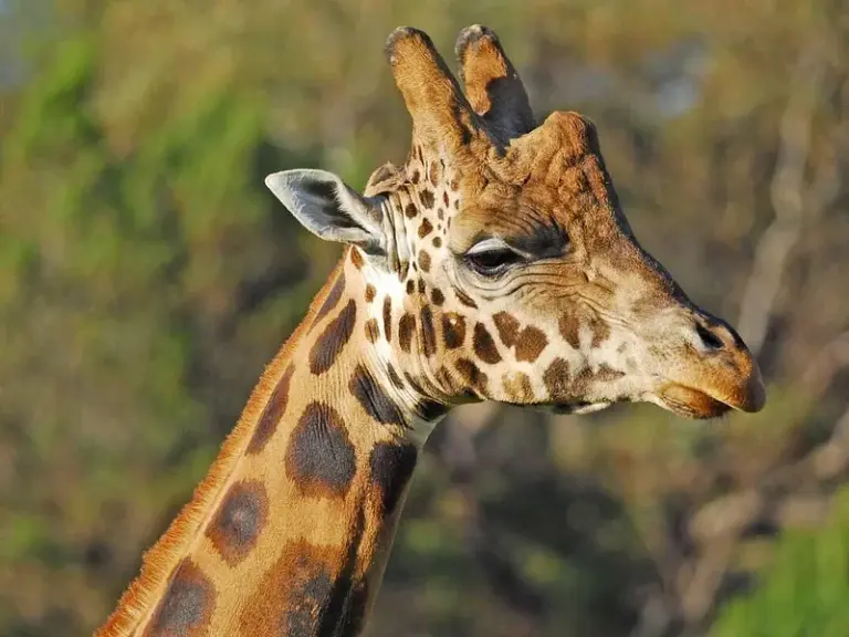 Zoológico Fresno Chaffee