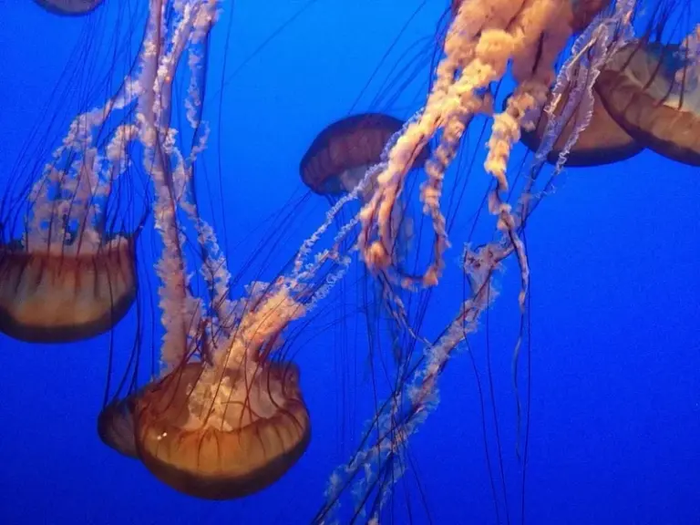 Acuario de la Bahía
