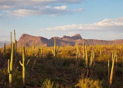Desierto de Sonora
