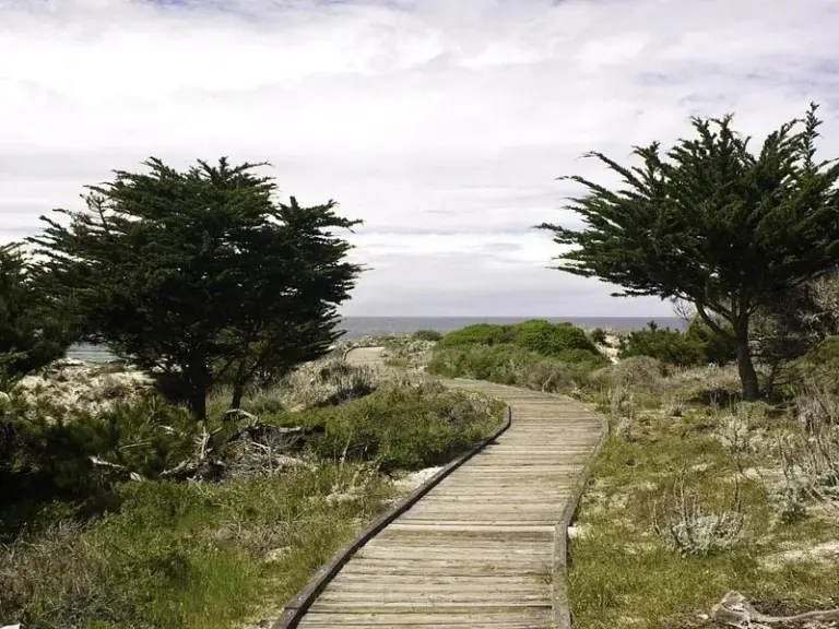 Playa Estatal Asilomar