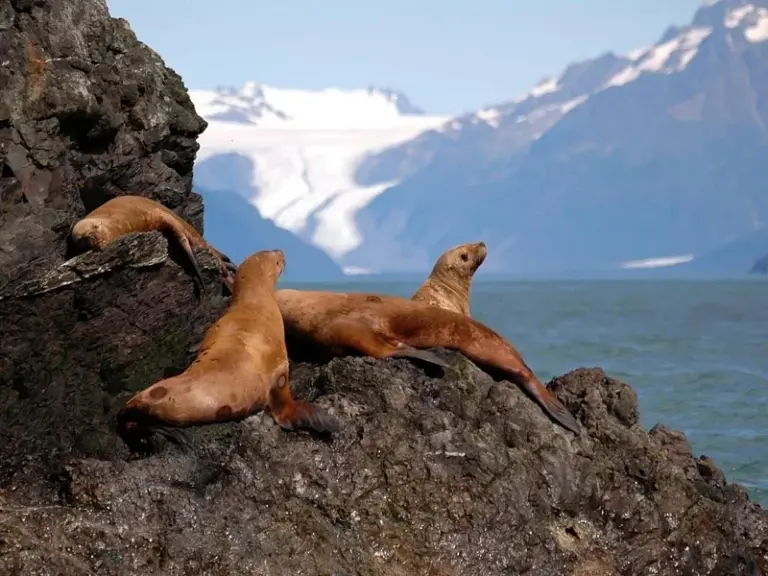 Refugio Nacional de Vida Silvestre Marítima de Alaska