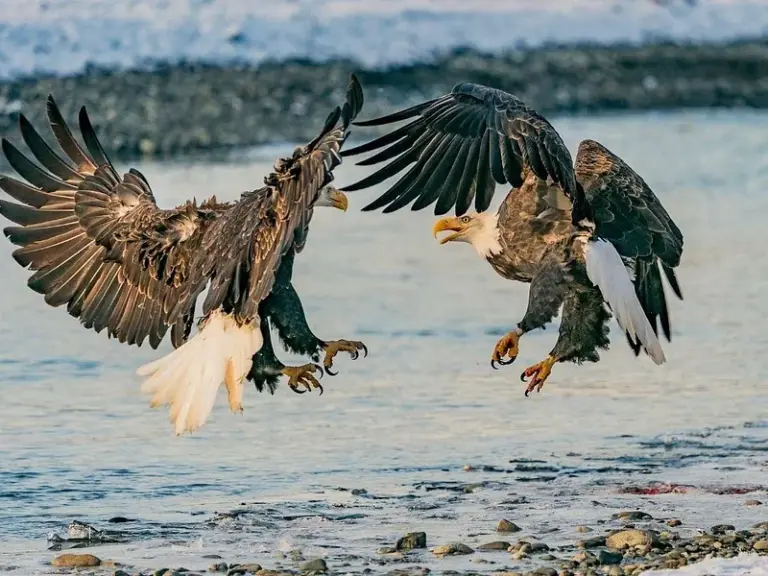 Reserva de Águilas Calvas Chilkat