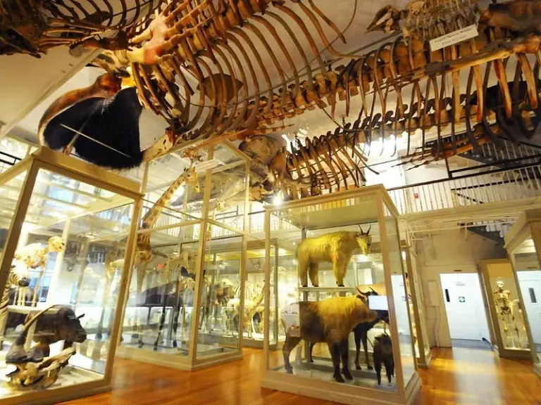 Museo de Historia Natural de Harvard