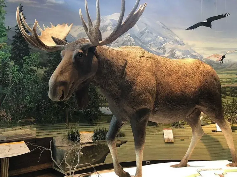 Parque Nacional Denali