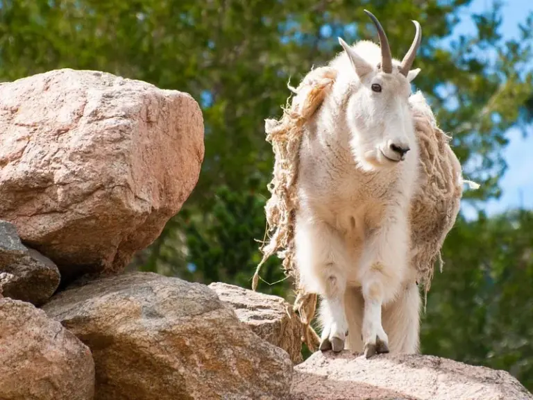 Zoológico de la montaña Cheyenne