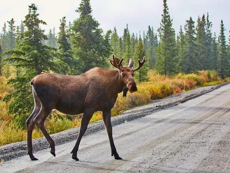 Centro de Conservación de la Vida Silvestre de Alaska