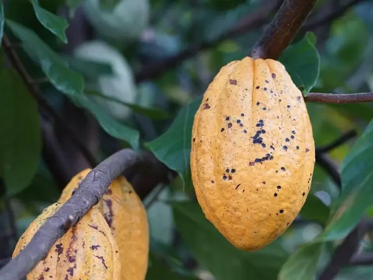 Finca de Cacao Muoi Cuong