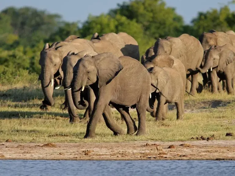 Parque Nacional Hwange