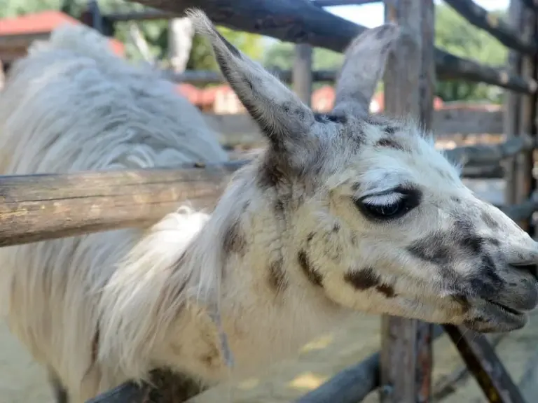 Zoológico de Varna (Zoopark)