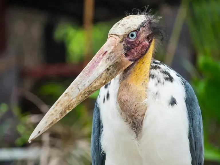 Centro de Conservación de la Biodiversidad de Angkor (ACCB)