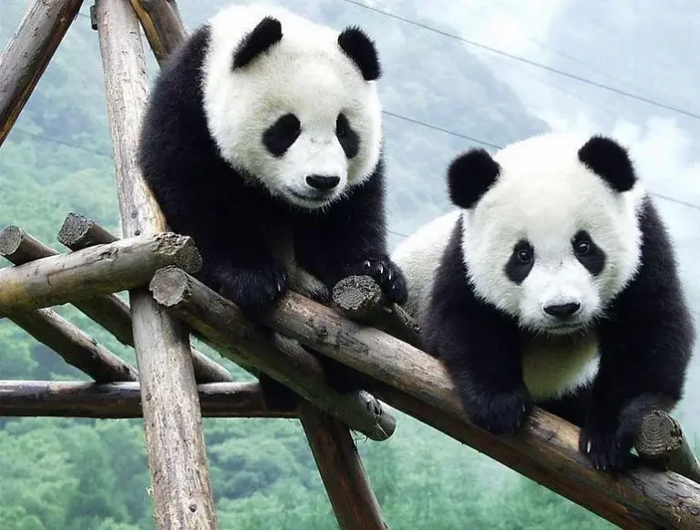 Base de Investigación de Cría del Panda Gigante de Chengdu