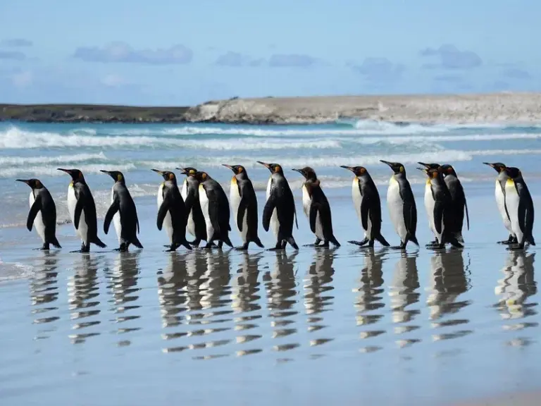Desfile de Pingüinos