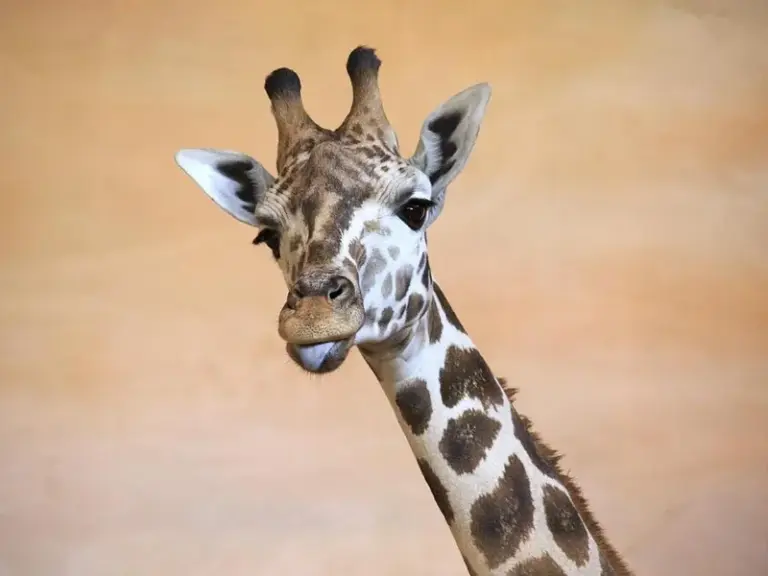 Zoológico de Praga