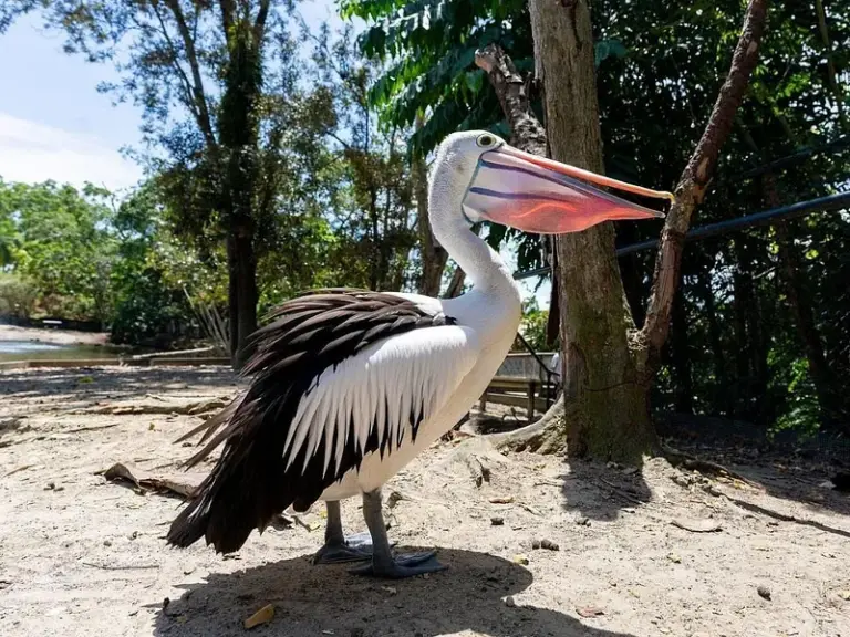 Hábitat de Vida Silvestre de Port Douglas