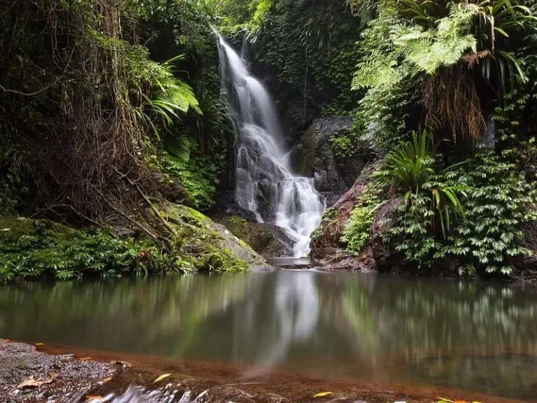 Bosques lluviosos de Gondwana de Australia