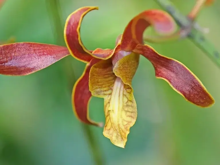 Jardines Botánicos y Senderos Naturales Carambola